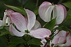 Cornus florida