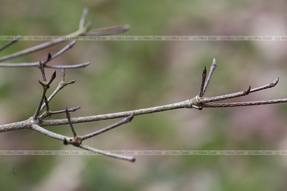 Cornus kousa