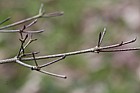 Cornus kousa