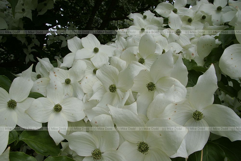 Cornus kousa var chinensis