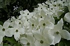 Cornus kousa var chinensis