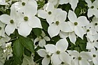 Cornus kousa var chinensis