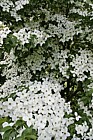 Cornus kousa var chinensis