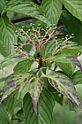 Cornus macrophylla Large-leaved Dogwood
