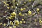 Cornus mas 'Golden glory'
