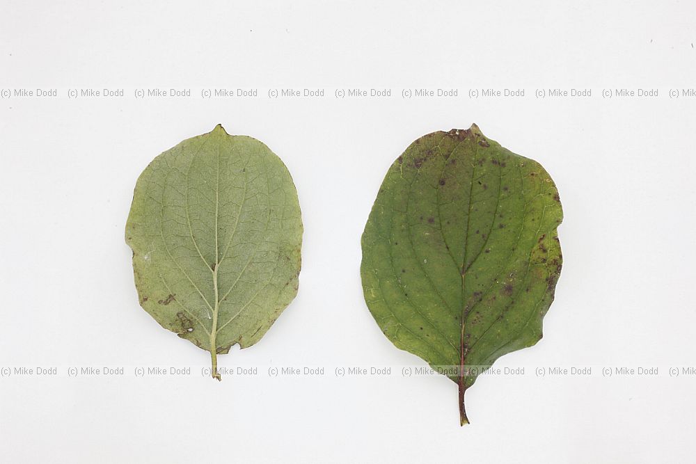 Cornus sanguinea Common Dogwood