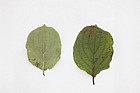 Cornus sanguinea Common Dogwood