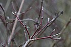 Cornus sanguinea Common Dogwood