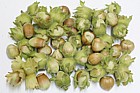 Corylus avellana Hazelnuts