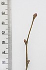 Corylus avellana Hazel