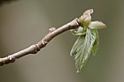 Corylus avellana Hazel leaves unfurling