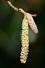 Corylus avellana Hazel catkins