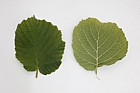 Corylus avellana Common Hazel