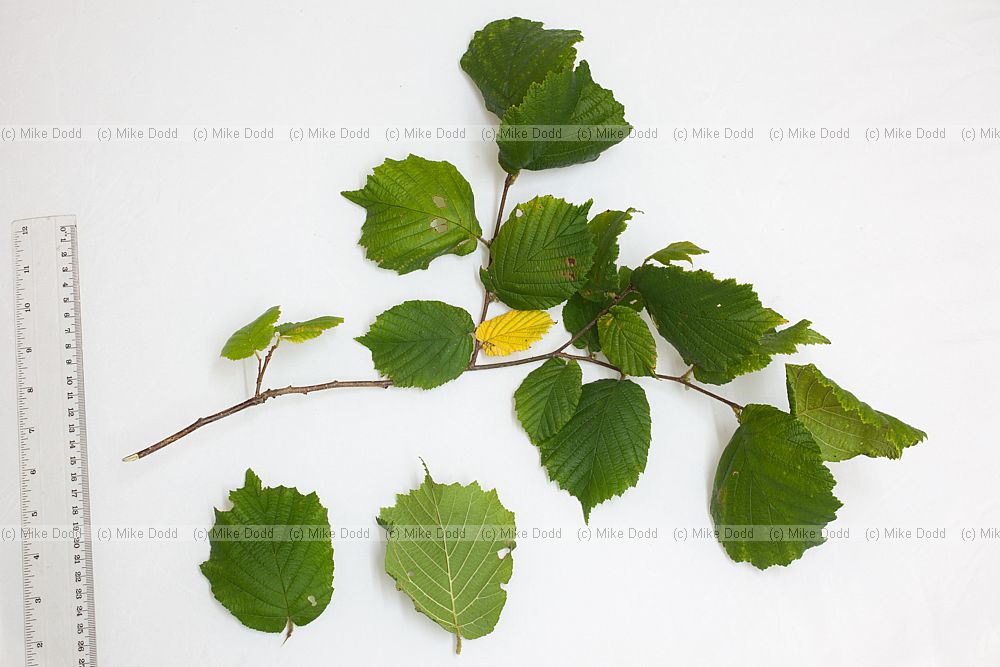 Corylus avellana Hazel