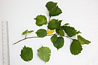 Corylus avellana Hazel