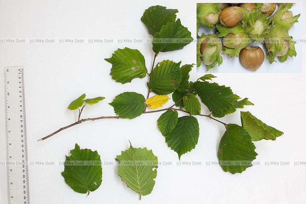 Corylus avellana Hazel