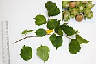 Corylus avellana Hazel