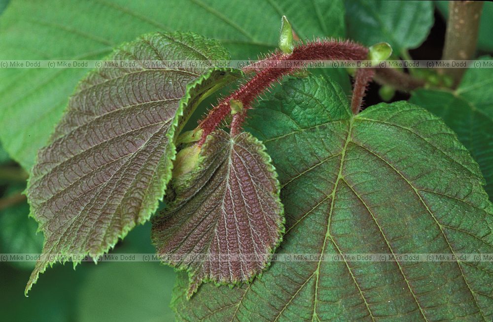 Corylus avellana Hazel