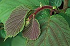 Corylus avellana Hazel