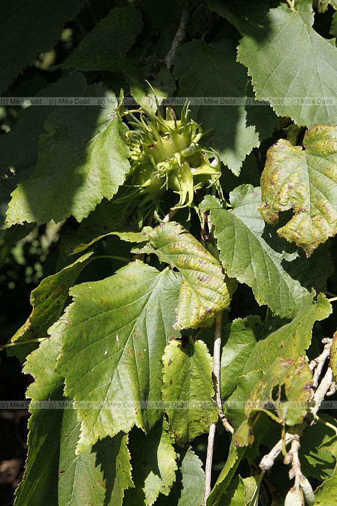 Corylus colurna Turkish Hazel