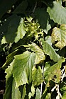 Corylus colurna Turkish Hazel