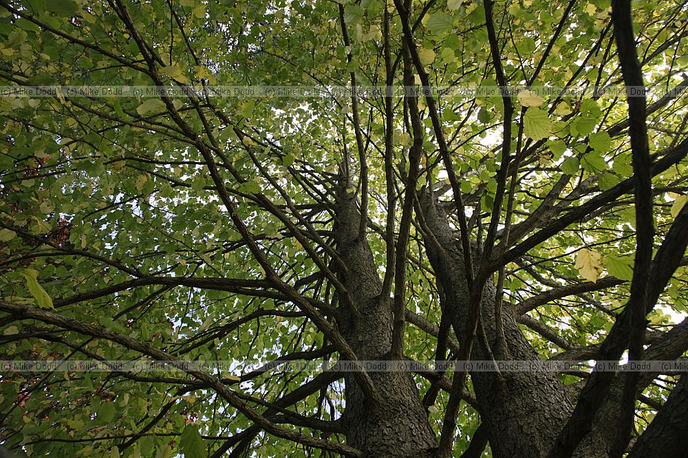 Corylus colurna Turkish Hazel