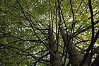 Corylus colurna Turkish Hazel