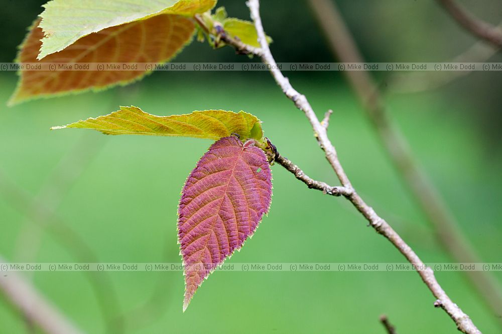 Corylus fargesii