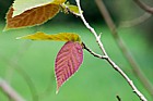 Corylus fargesii