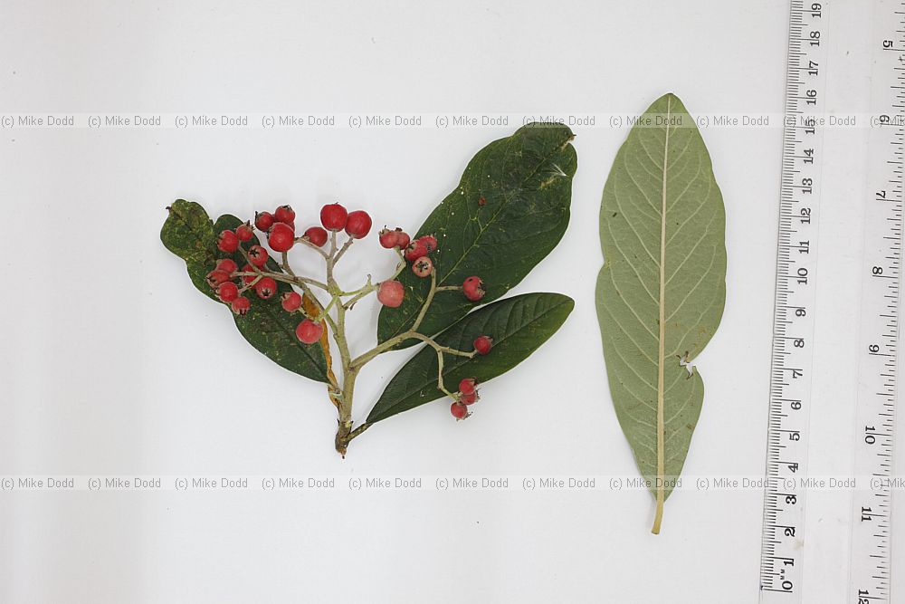 Cotoneaster x watereri (?)