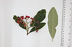 Cotoneaster x watereri (?)