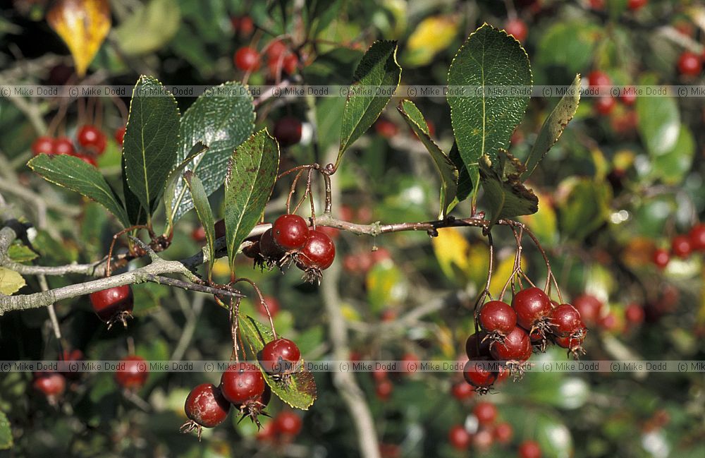 Cornus crus-galli