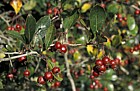 Cornus crus-galli