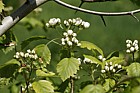 Crataegus durobrivensis