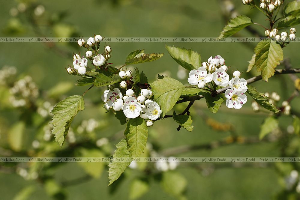 Crataegus holmesiana