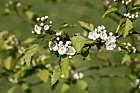 Crataegus holmesiana