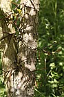 Crataegus holmesiana