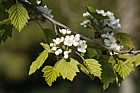 Crataegus mollis Downy Hawthorn