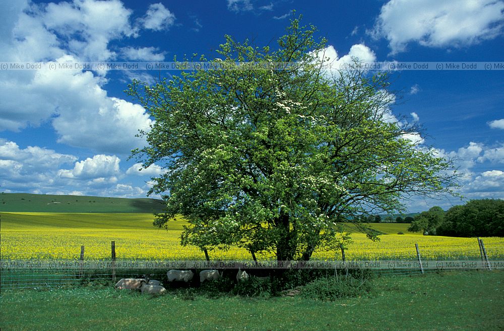 Crataegus monogyna Hawthorn, sheep, oilseed rape, blue sky, Ashridge