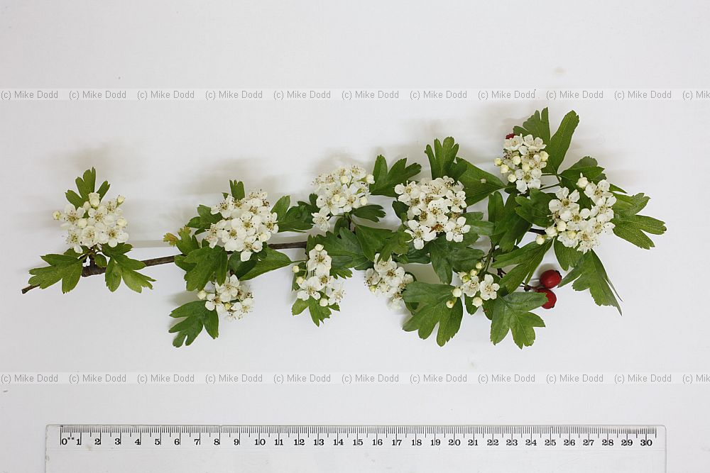 Crataegus monogyna Hawthorn