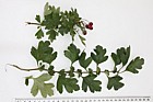 Crataegus monogyna Common Hawthorn