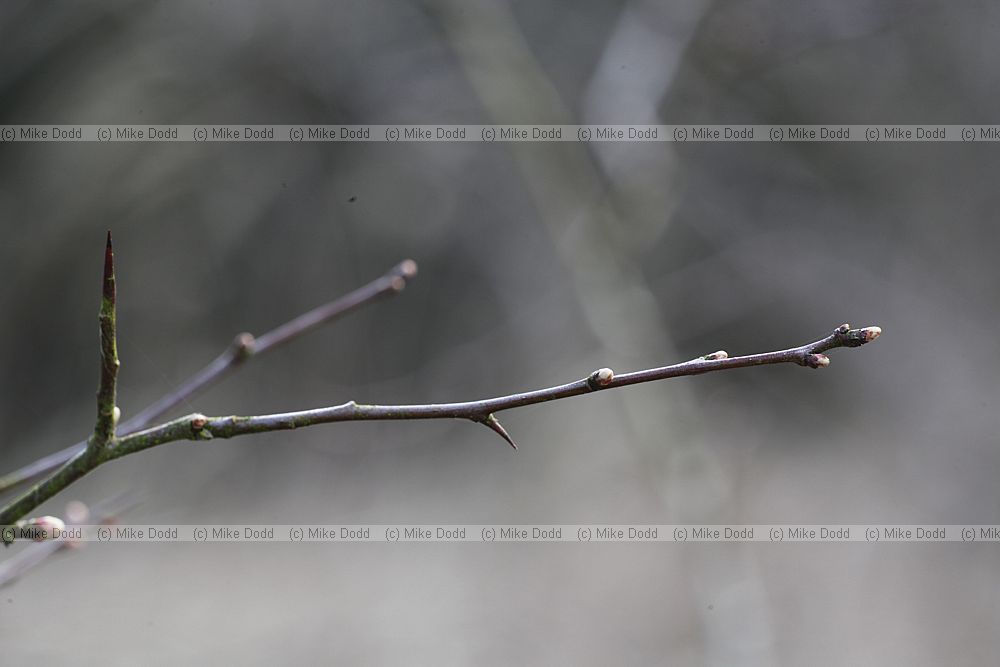 Crataegus monogyna Hawthorn