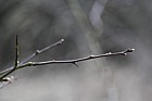 Crataegus monogyna Hawthorn