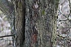 Crataegus monogyna Hawthorn