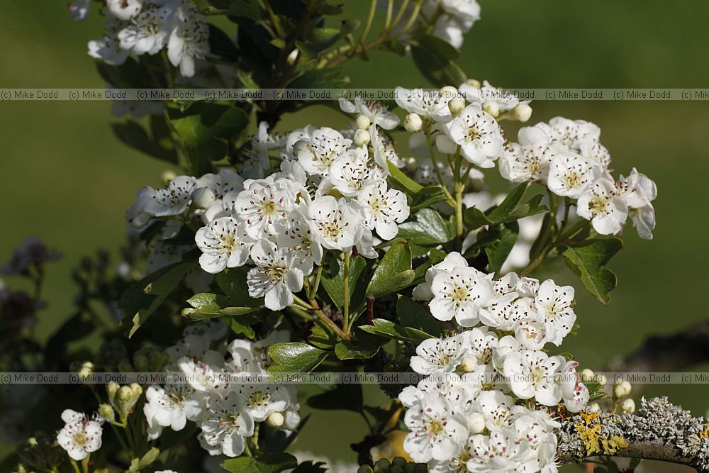 Crataegus monogyna 'Biflora' Glastonbury Thorn