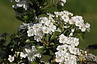 Crataegus monogyna 'Biflora' Glastonbury Thorn
