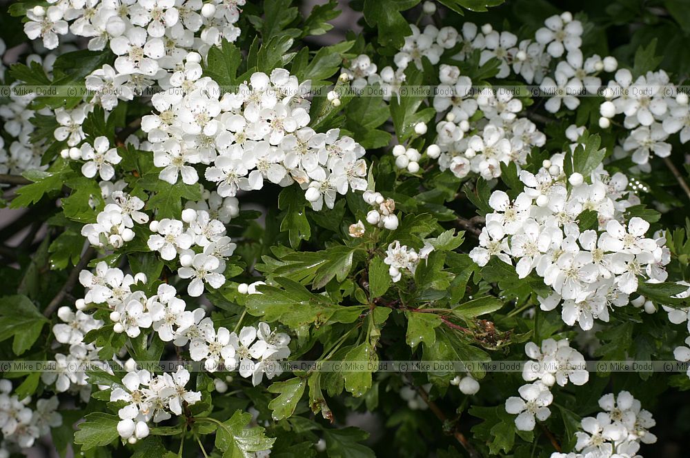 Crataegus monogyna Hawthorn
