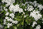 Crataegus monogyna Hawthorn
