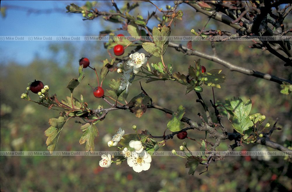 Crataegus monogyna Hawthorn or May Tree
