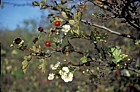 Crataegus monogyna Hawthorn or May Tree